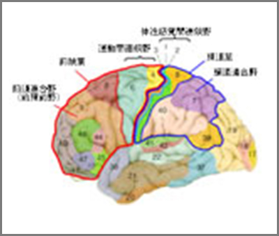 簡単なそろばんでも高度な知能の脳システムが活性化